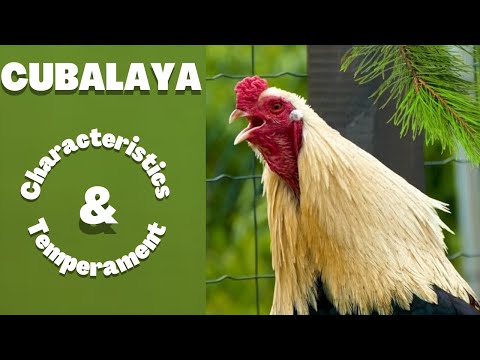 , title : 'Cubalaya Chicken  Characteristics and Temperament'