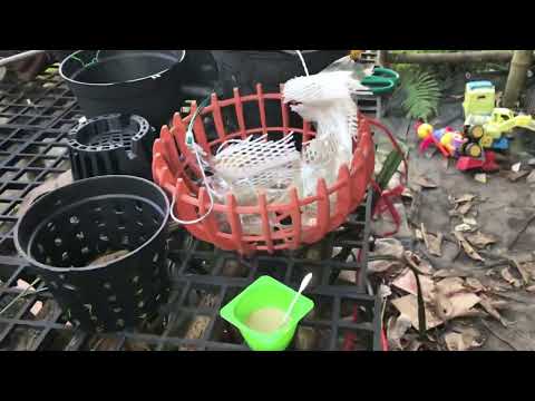 Ridomin gold. Trị thối nhũn cho hoa lan