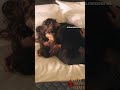 Priyanka Chopra Hot Kiss Hollywood Web Series