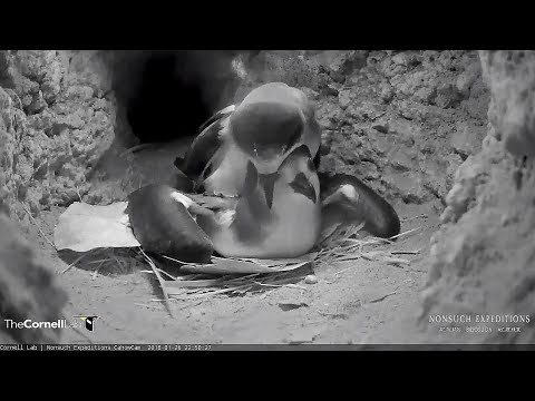 2018/01/26 Bermuda Cahow ~Bonding while Mom is sitting on the egg~