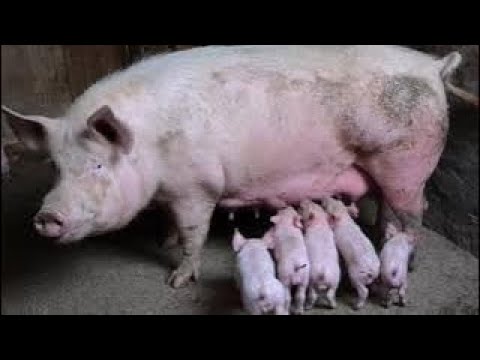 What a pig sounds like #sound #pigs #pig #pigsisbeautiful #piggy