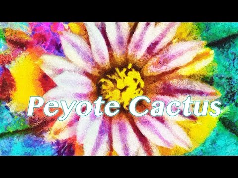 Everyday Magical Things ~ Peyote Cactus