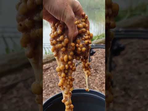 TIGER NUTS CARP BAIT