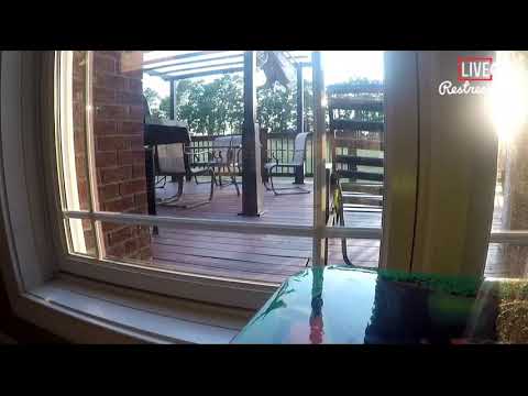 Kelly Shultz Live Stream