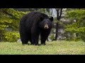 What Sound Does A Black Bear Make Animal Sounds Black Bear Sounds