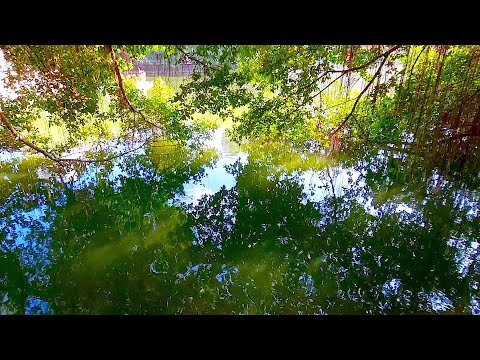 you're taking a stroll and find yourself in a serene Monet moment | Nature Sounds (birds chirping)
