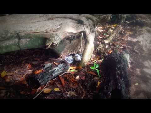 White-tailed tropicbird feeding chick ... while a skink lurks about