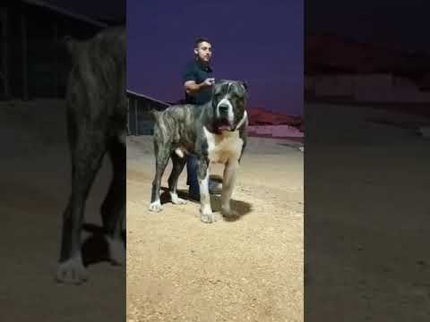 👀 Alabai Samson Is The Biggest Dog In The World!😲💯 #shorts