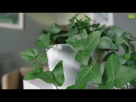 Zimmerefeu im Portrait | Pflanzen-Kölle