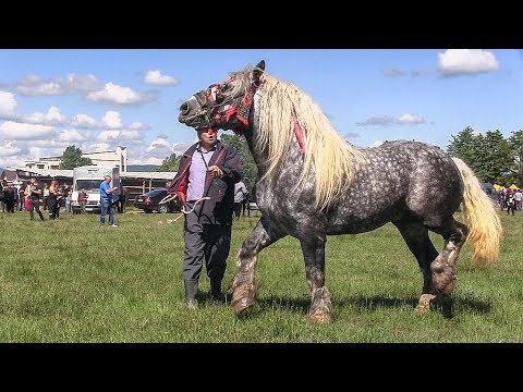 Cai grei 2019 Armasar sur frumos