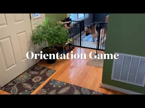 Tidus playing Orientation Game by Absolute Dogs