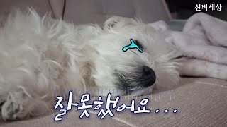 [ENG SUB] Spring was too cruel for us