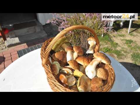 Agroturystyka Nad Stawem - Krobielewko meteor24.pl