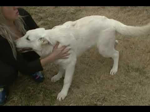 Crescent Moonlights Mr. Winter Candy Apple White Male Puppy