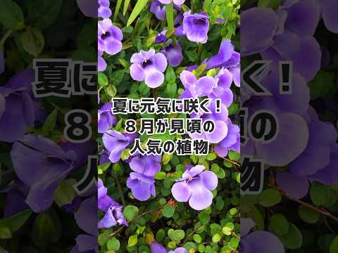 自家播種のベッド用多年草植物: 8 つの美しい、メンテナンス不要の花  庭園