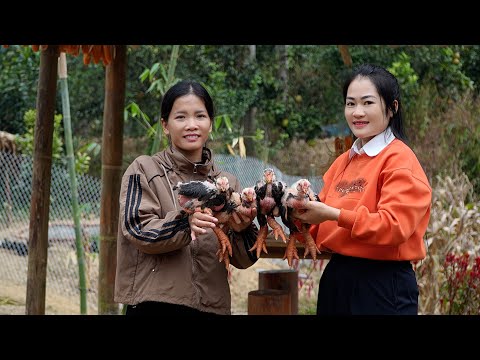 Dhuratë e Paçmuar: Gruaja e Mirë i Jep Hanit Racën e Rrallë të Pules që ia Ndryshoi Jetën