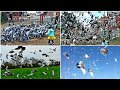 Pigeon Flying Sound Pigeon Flying Sound Effect Pigeon Flying Video Pigeon Sound Effect