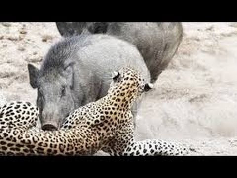 Wild boar attacking a leopard الخنزير البري يقاتل الجكوار والنمر