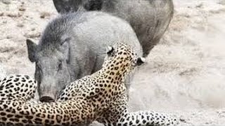 Wild boar attacking a leopard الخنزير البري يقاتل الجكوار والنمر