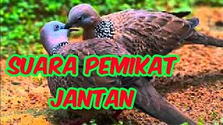 Download lagu suara terkukur betina mp3