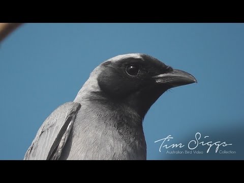 Húseničiarka čiernolíca (Coracina novaehollandiae) — spev a hlas v prírode