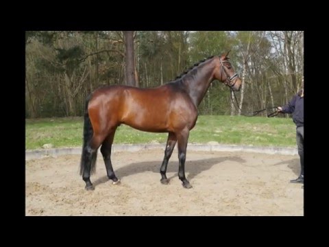 Belissimo M-Dressman gelding * 2011 for sale
