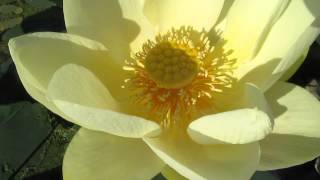 Keiko Matsui  Water Lily