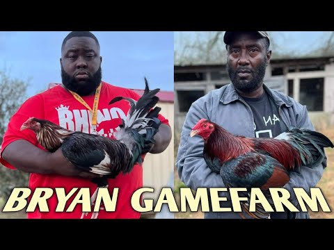 Claret Hatch Grey - BRYAN FARM