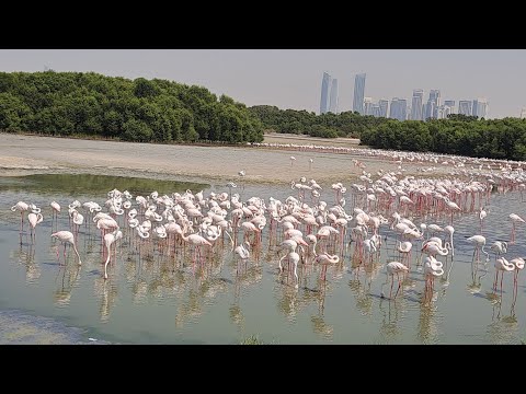 Ras Al khor  Wildlife Sanctuary | Free Attraction to visit in Dubai | Flamingos Hide