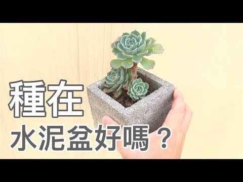 水泥盆種多肉真的好嗎?