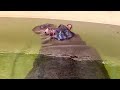 The Hippo Dives Under Water At Zoo For A Long Time