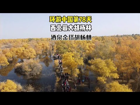 西北最大的人工胡杨林，秋天最美的景点就在这里