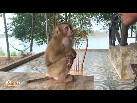 Monkey Kaka seems to be saying really wants to go home.