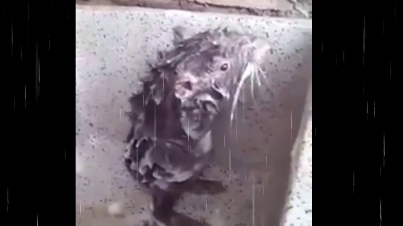 Cutest Rat taking a shower / Rata bañandose ( Full HD )