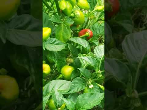 OMG GUYS CHECK OUT MY DAD'S GARDEN ❤