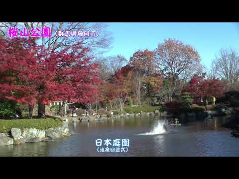 桜山公園（冬桜と紅葉）