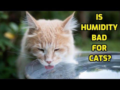 How Does Humidity Affect Cats?