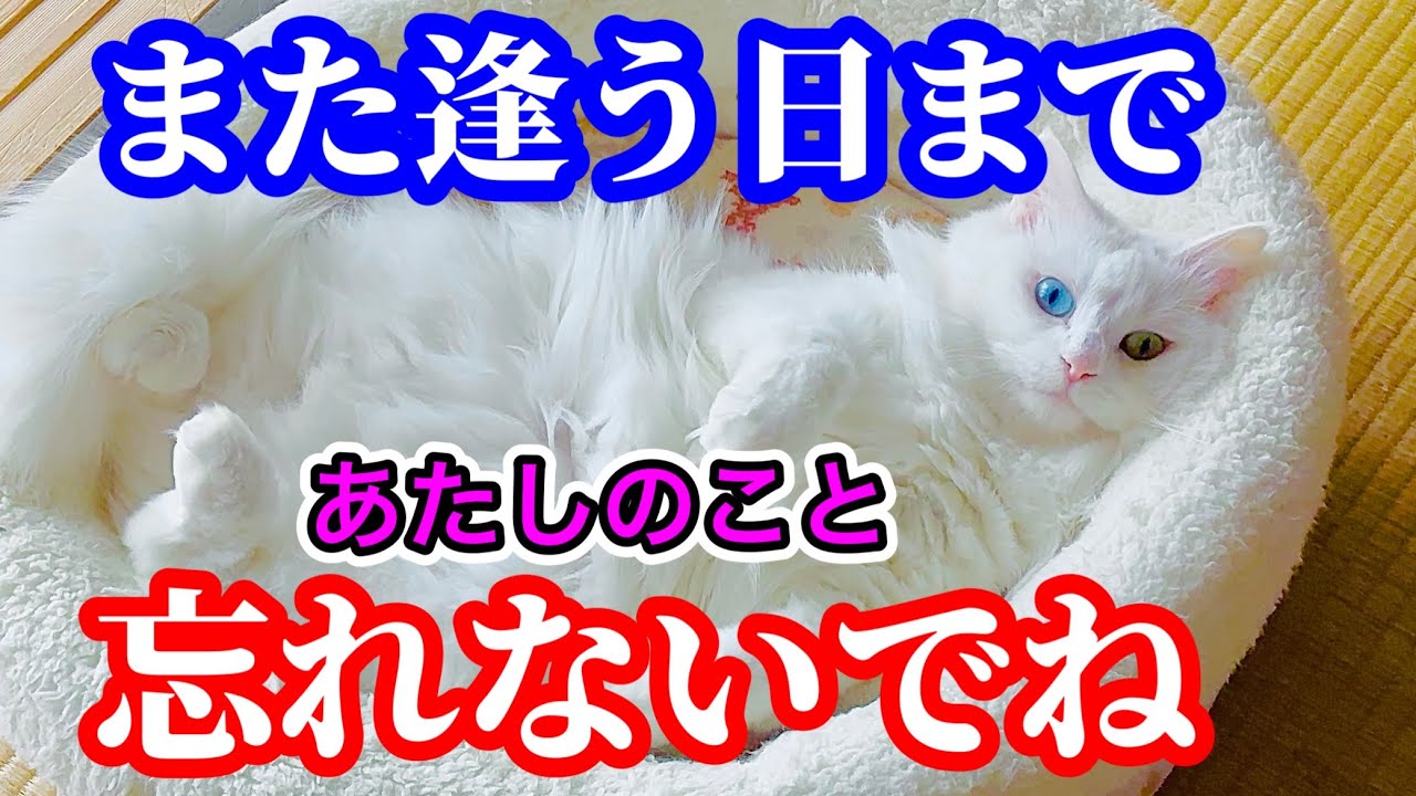 【感謝】この動画が最後の投稿になります。またいつかお会いしましょう