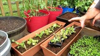 Planting Lettuces/Greens in Containers: Seed Starts are a Must! , Soil Prep, Fertilizing - TRG 2016