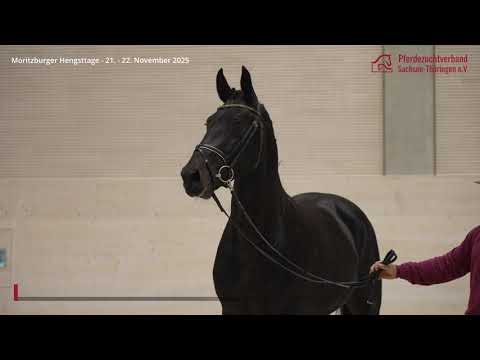 KN 1 v. Cadett - Lombard