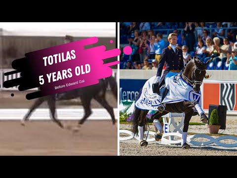 Totilas Before Edward Gal - 5 Years Old