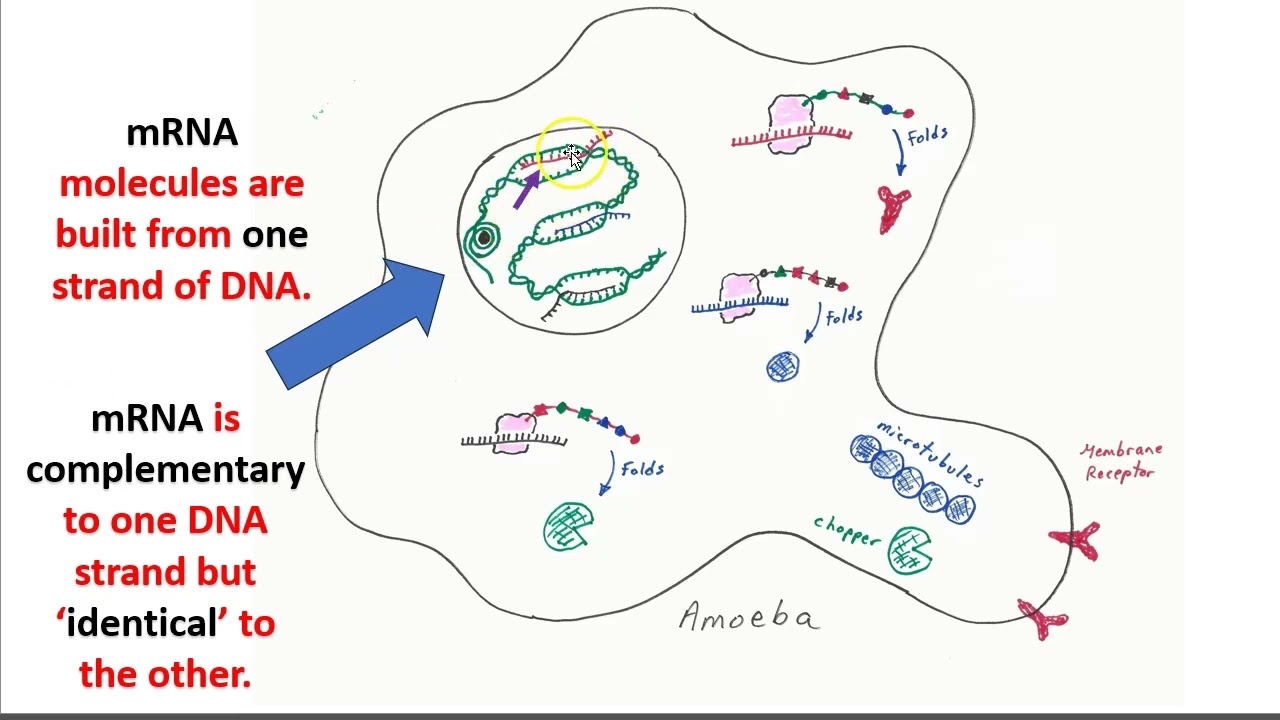 DNA use in complex cells: A review