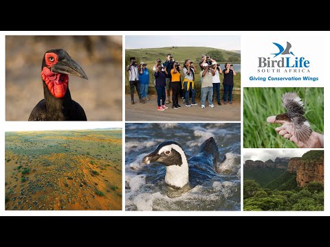 BirdLife South Africa's Conservation Work