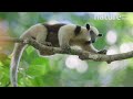 Northern Tamandua Juvenile Sticking Out Tongue And Looking Around Costa Rica