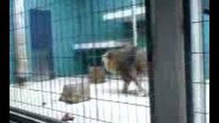 preview picture of video 'lion roarrrrring at berlin zoo garden before have sex'