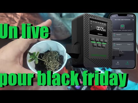 Third week not perfect?? New grow! A live stream and giveaway for Black Friday?