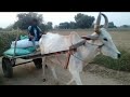 गाँव की बैल गाड़ी देखिए Bullcar