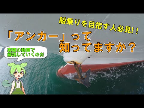 ファネロプテ綱について詳しく解説