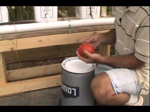 Hydroponic Tomato Taste Test