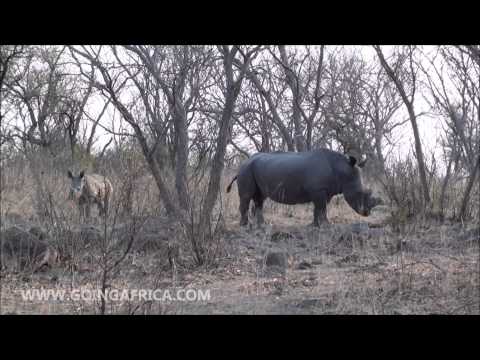Matobo National Park - rhino tracking en